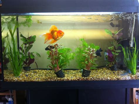 How many goldfish can live in a 25 litre tank?