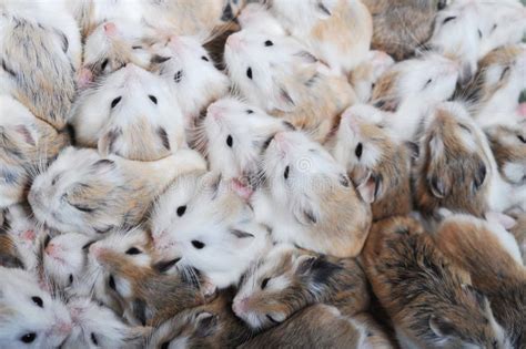 How many hamsters is too many?