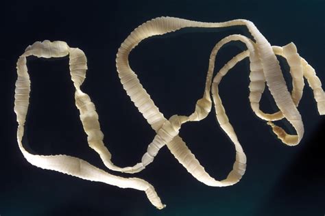 How many hearts does a tapeworm have?