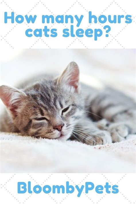 How many hours a day do cats sleep by age?