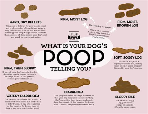 How many hours apart do dogs poop?
