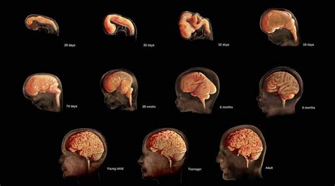 How many hours can a human brain study?