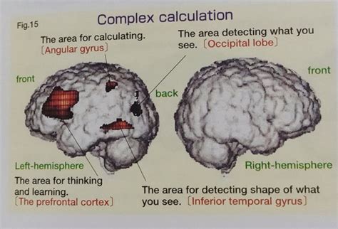 How many hours can the brain study?