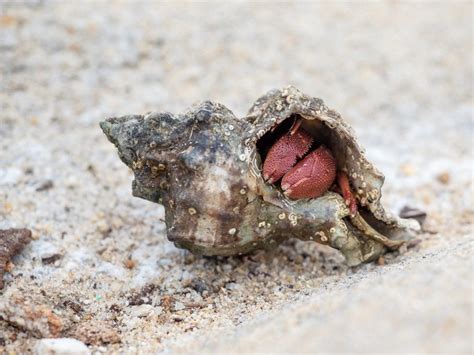 How many hours do hermit crabs sleep a day?