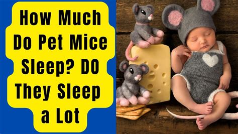 How many hours do mice sleep?