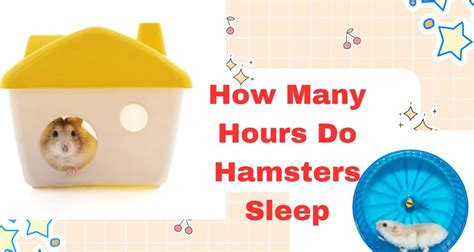 How many hours hamster sleep?