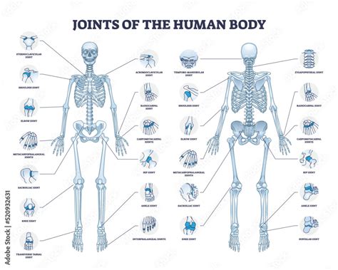 How many joints are in the human body?