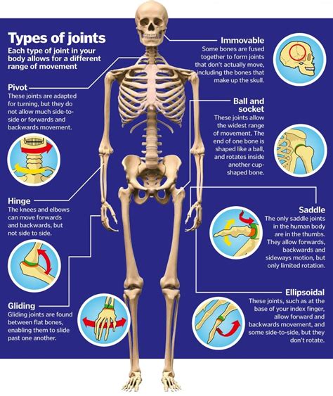 How many joints does an average human have?