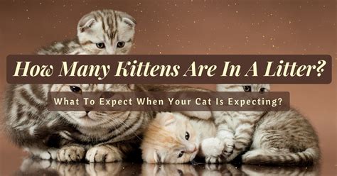 How many kittens should I expect for a first litter?