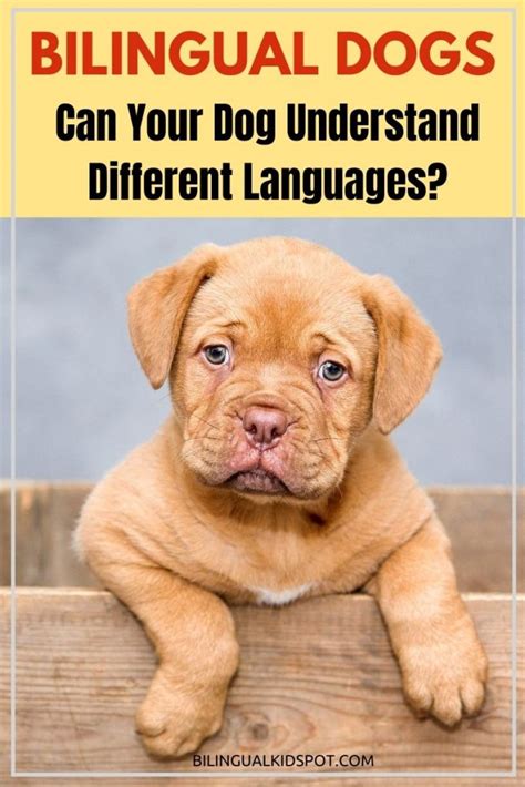 How many languages can dogs speak?