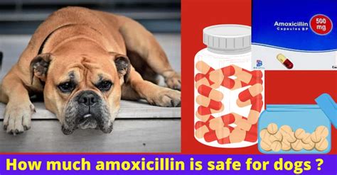 How many mL of amoxicillin can a dog take?