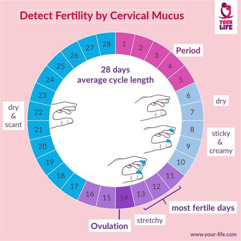 How many methods of natural family planning are there?