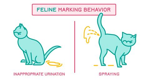 How many months do male cats spray?