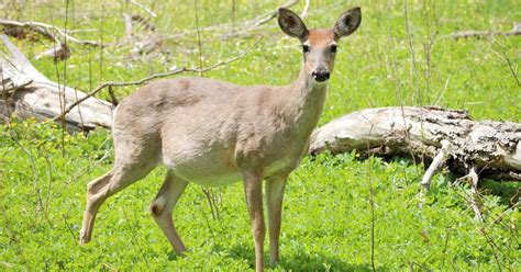 How many months is a deer pregnant?