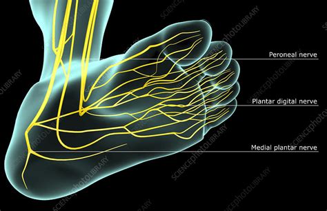 How many nerves are connected to your feet?