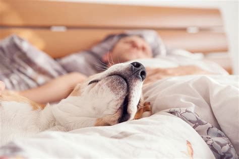 How many owners sleep with their dogs?