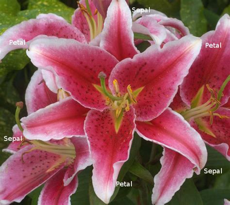 How many pedals do lilies have?
