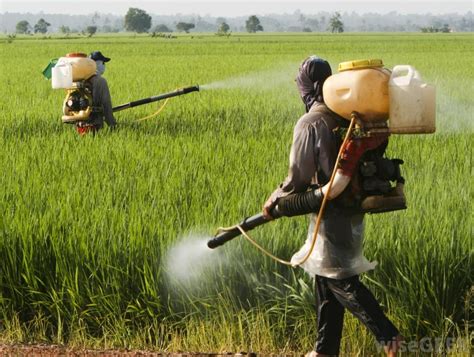 How many people have died from pesticides?