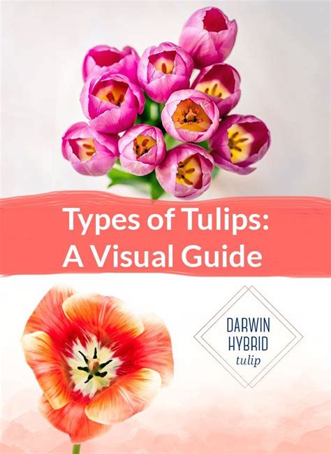How many petals do a tulip have?