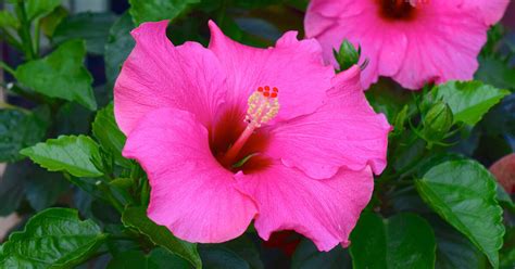 How many petals do hibiscus have?