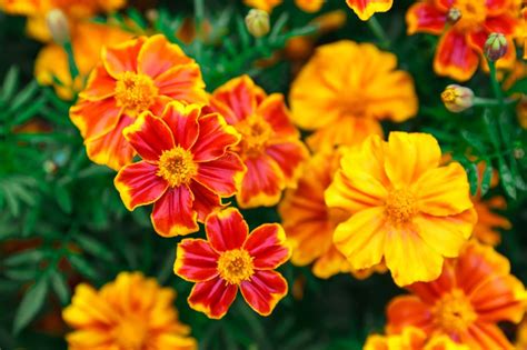 How many petals do marigolds have?