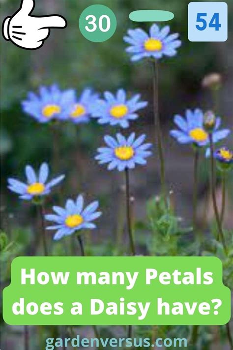 How many petals does Daisy have?