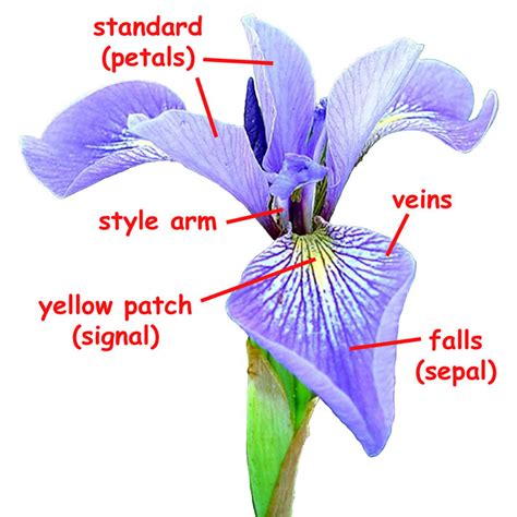 How many petals does Iris have?