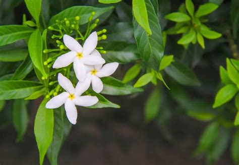 How many petals does Jasmine have?