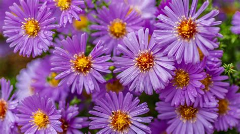 How many petals does an aster have?