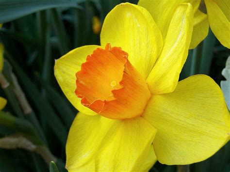 How many petals does daffodil have?