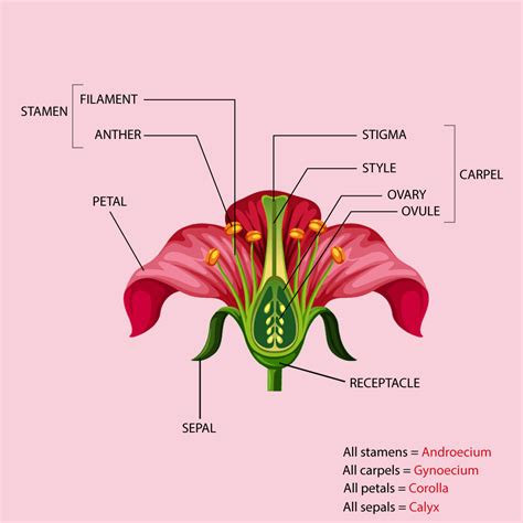 How many petals does each flower have?