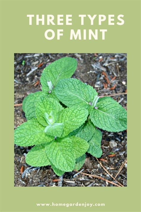 How many petals does mint have?