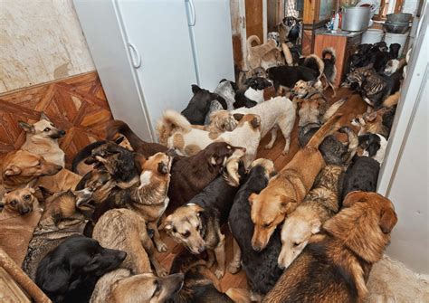 How many pets is considered animal hoarding?