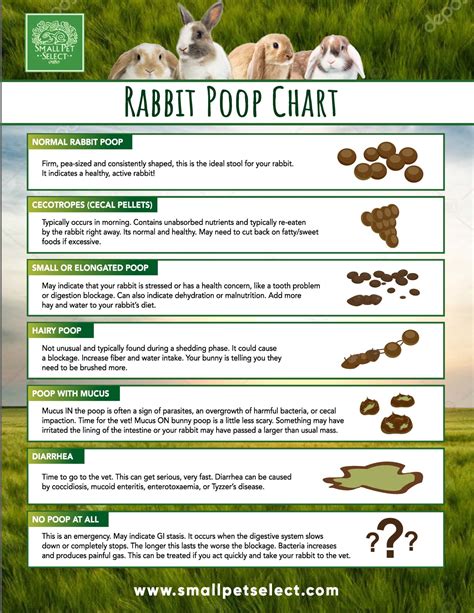 How many poops a day is normal for a rabbit?