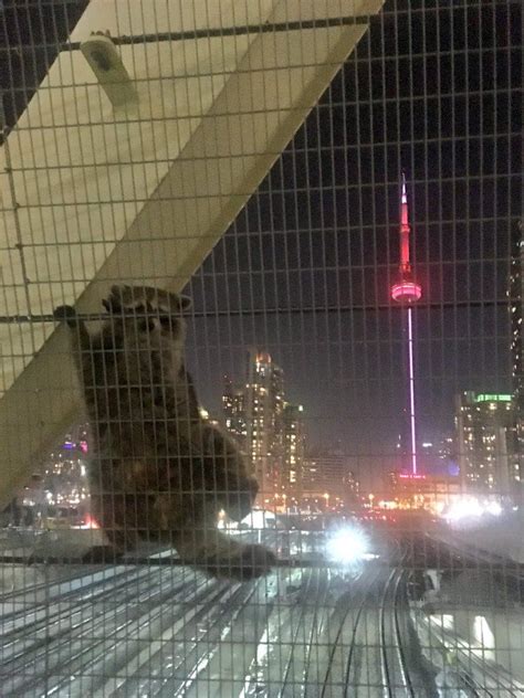 How many raccoons are in Toronto?