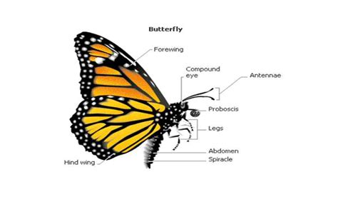 How many sets of legs do butterflies have?