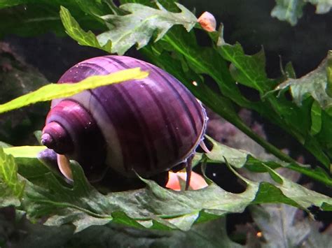 How many snails does it take to make purple?