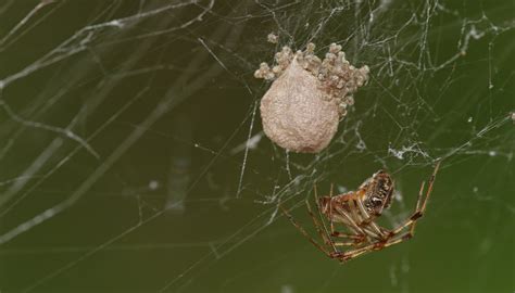 How many spiders are in an egg?