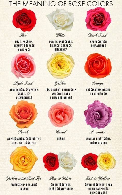 How many stages does a rose have?