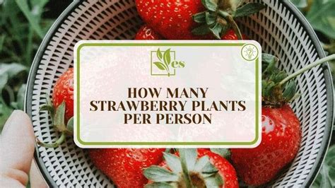 How many strawberries per person?