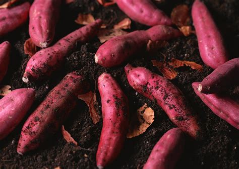 How many sweet potatoes can you get from one plant?