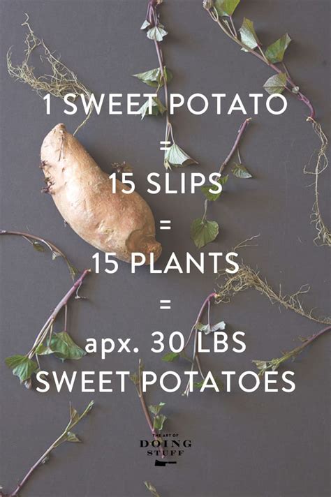 How many sweet potatoes do you get from one plant?