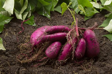 How many sweet potatoes will I get from one plant?