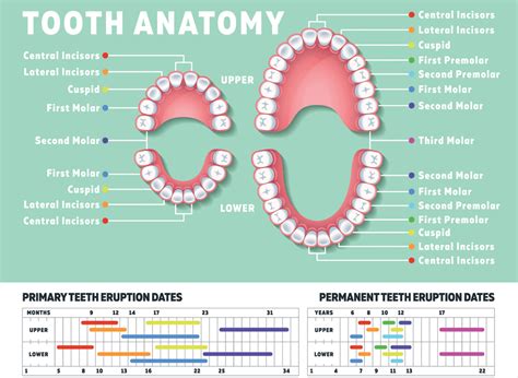 How many teeth do humans have?