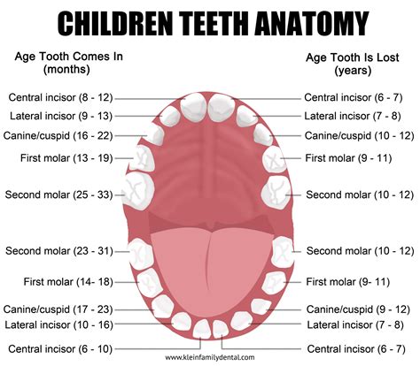 How many teeth is OK?