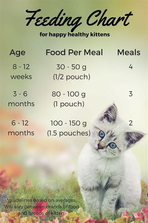 How many times a day should a 10 week old kitten eat?