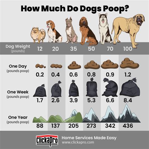 How many times a day should a dog poop?