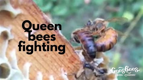 How many times can you fight Queen Bee?