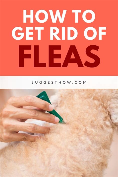 How many times should I vacuum to get rid of fleas?