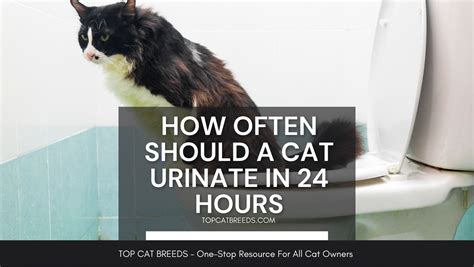 How many times should a cat pee a day?